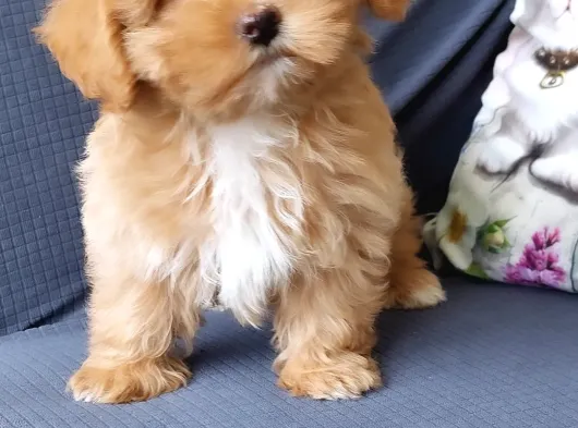 Ruhsatli̇ Çi̇fli̇kten Özel Malti̇poo Yavrulari̇ görsel