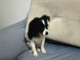 Yavrumuz 4 Aylık Border Collie