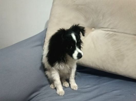 Yavrumuz 4 Aylık Border Collie görsel