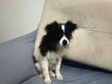 Yavrumuz 4 aylık Border collie
