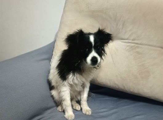 Yavrumuz 4 Aylık Border Collie