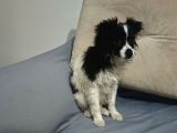 Yavrumuz 4 Aylık Border Collie