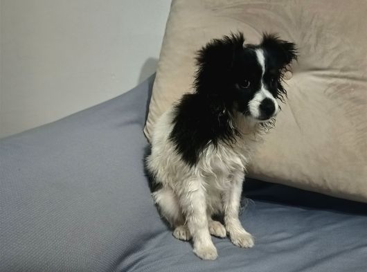 Yavrumuz 4 Aylık Border Collie görsel