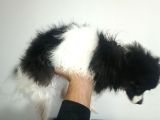 Yavrumuz 4 Aylık Border Collie