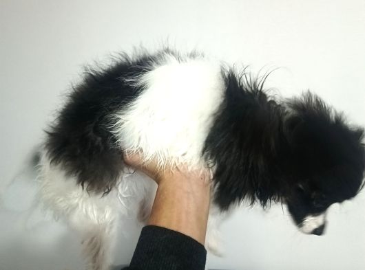 Yavrumuz 4 Aylık Border Collie görsel