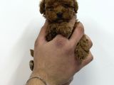 A Kalite Toy Poodle Yavrular
