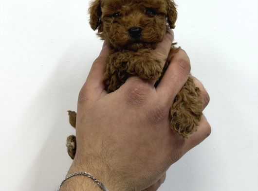 A Kalite Toy Poodle Yavrular görsel