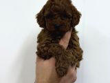 A Kalite Toy Poodle Yavrular