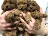 A Kalite Toy Poodle Yavrular