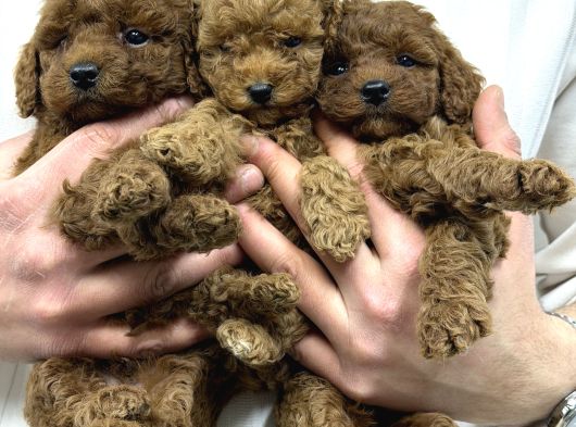A Kalite Toy Poodle Yavrular görsel