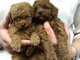 A kalite toy poodle yavrular