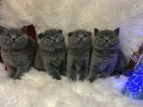 Mükemmel Ayı Kafalar Şanslı Olana
