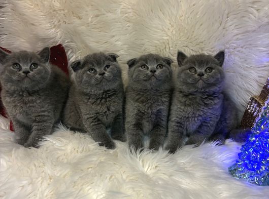 Mükemmel Ayı Kafalar Şanslı Olana görsel