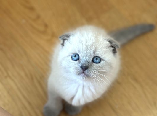 Blue Poi̇nt Yavrularimiz Yuvasini Ariyor