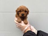 Gerçek Toy Poodle Bebekleri̇mi̇z
