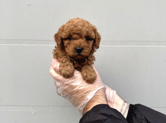 Gerçek Toy Poodle Bebekleri̇mi̇z görsel