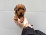 Gerçek Toy Poodle Bebekleri̇mi̇z
