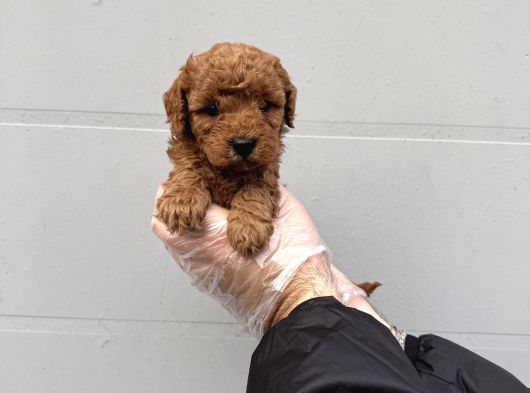 Gerçek Toy Poodle Bebekleri̇mi̇z görsel
