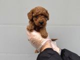 Gerçek Toy Poodle Bebekleri̇mi̇z