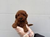 Gerçek Toy Poodle Bebekleri̇mi̇z