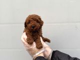 GERÇEK TOY POODLE BEBEKLERİMİZ