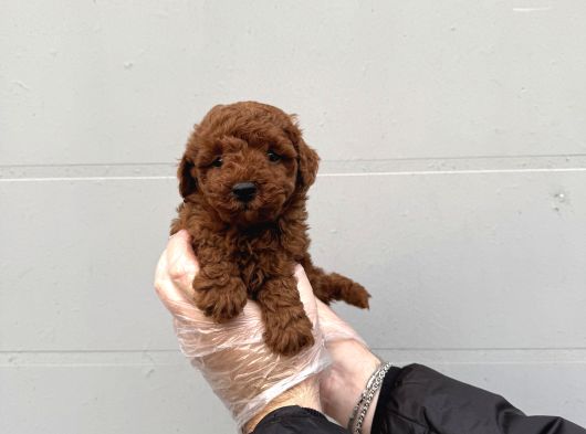 GERÇEK TOY POODLE BEBEKLERİMİZ