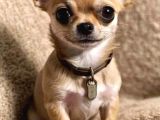 Irk-Sağlık Garantili Chihuahua Bebekler Teslime Hazır