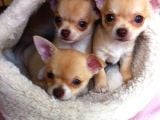 Irk-sağlık garantili chihuahua bebekler teslime hazır