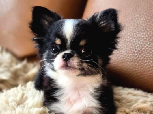 Irk-Sağlık Garantili Chihuahua Bebekler Teslime Hazır görsel
