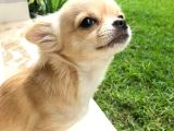 Irk-Sağlık Garantili Chihuahua Bebekler Teslime Hazır