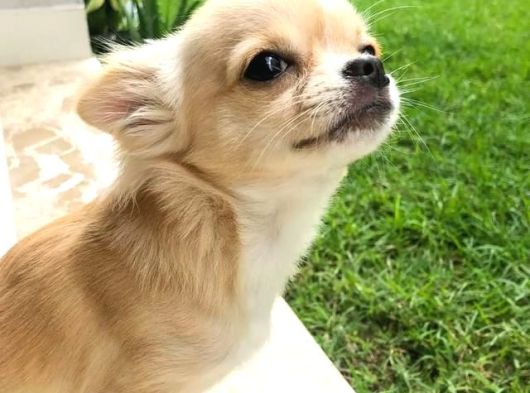 Irk-Sağlık Garantili Chihuahua Bebekler Teslime Hazır görsel