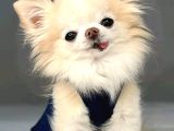 Irk-Sağlık Garantili Chihuahua Bebekler Teslime Hazır