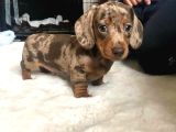 Irk-sağlık garantili dakhund bebekler teslime hazır