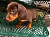 Irk-Sağlık Garantili Dakhund Bebekler Teslime Hazır