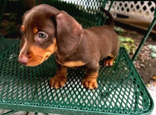 Irk-Sağlık Garantili Dakhund Bebekler Teslime Hazır görsel