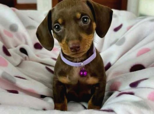 Irk-Sağlık Garantili Dakhund Bebekler Teslime Hazır görsel