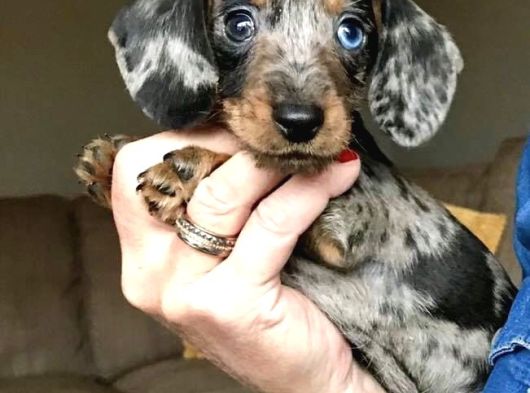 Bi̇rbi̇ri̇nden Özel Dacshund Bebekler Çi̇ftli̇ği̇mi̇zden görsel