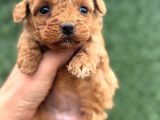 Core Tecup Toy Poodle Bebekler