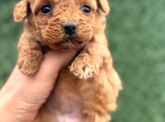 Core Tecup Toy Poodle Bebekler görsel