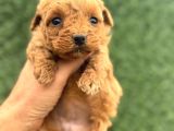Core Tecup Toy Poodle Bebekler