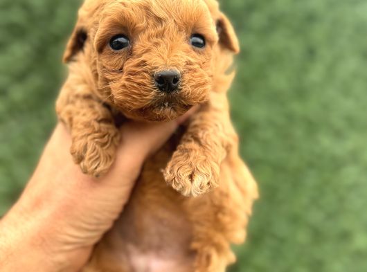 Core Tecup Toy Poodle Bebekler görsel