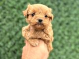 Core Tecup Toy Poodle Bebekler