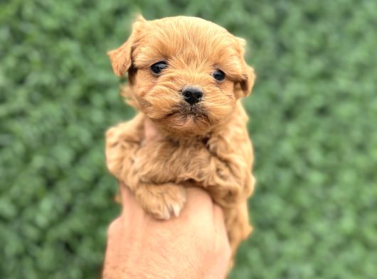Core Tecup Toy Poodle Bebekler görsel
