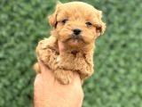 Core Tecup Toy Poodle Bebekler