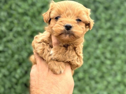 Core Tecup Toy Poodle Bebekler görsel