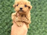 Core Tecup Toy Poodle Bebekler
