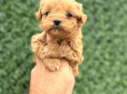 Core Tecup Toy Poodle Bebekler görsel