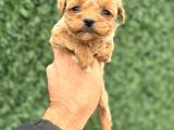 Core Tecup Toy Poodle Bebekler