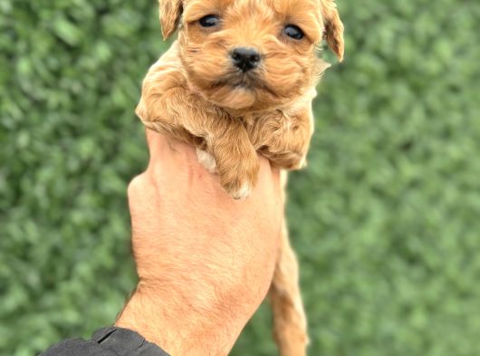 Core Tecup Toy Poodle Bebekler görsel