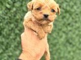 Core Tecup Toy Poodle Bebekler